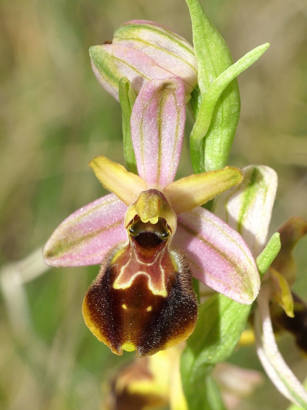 Ophrys exaltata subsp. archipelagi in Abruzzo marzo e aprile 2019